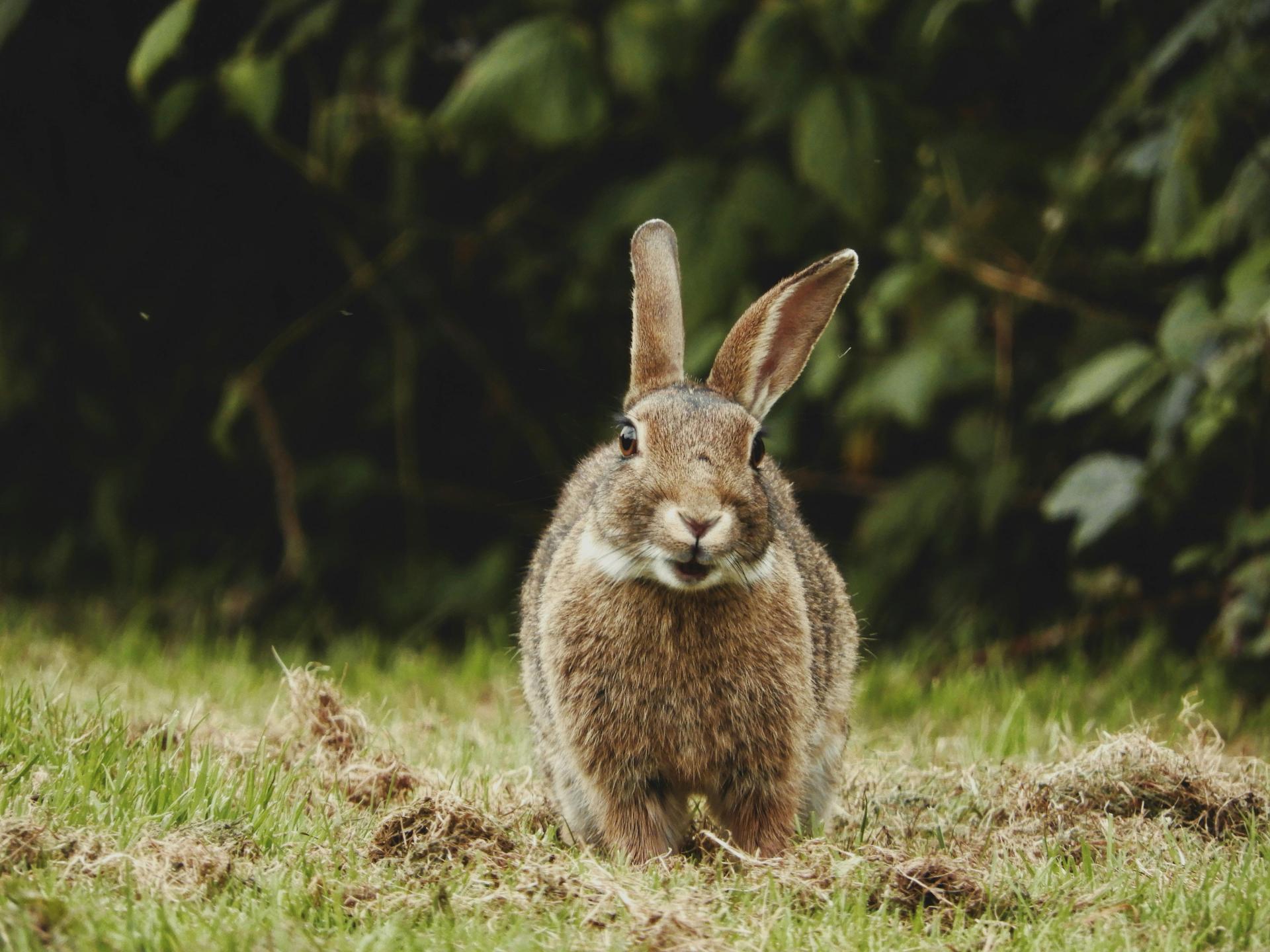 Headless CMS: Directus Blogbild